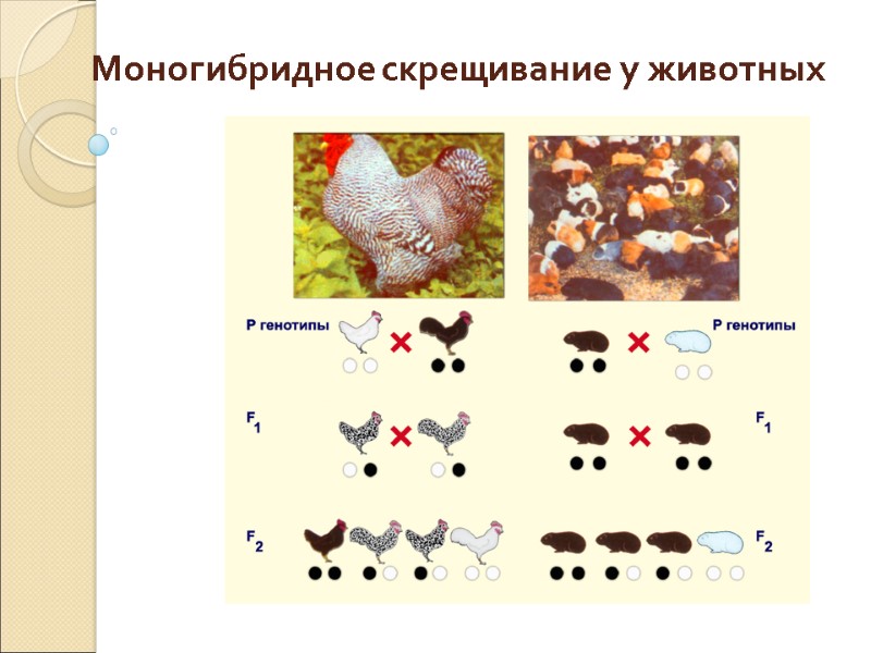 Моногибридное скрещивание у животных